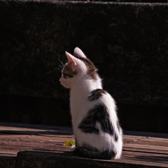 のらいぬのプロフィール画像
