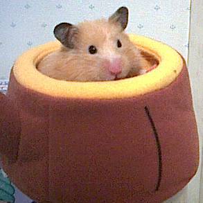 コスモ✨のプロフィール画像