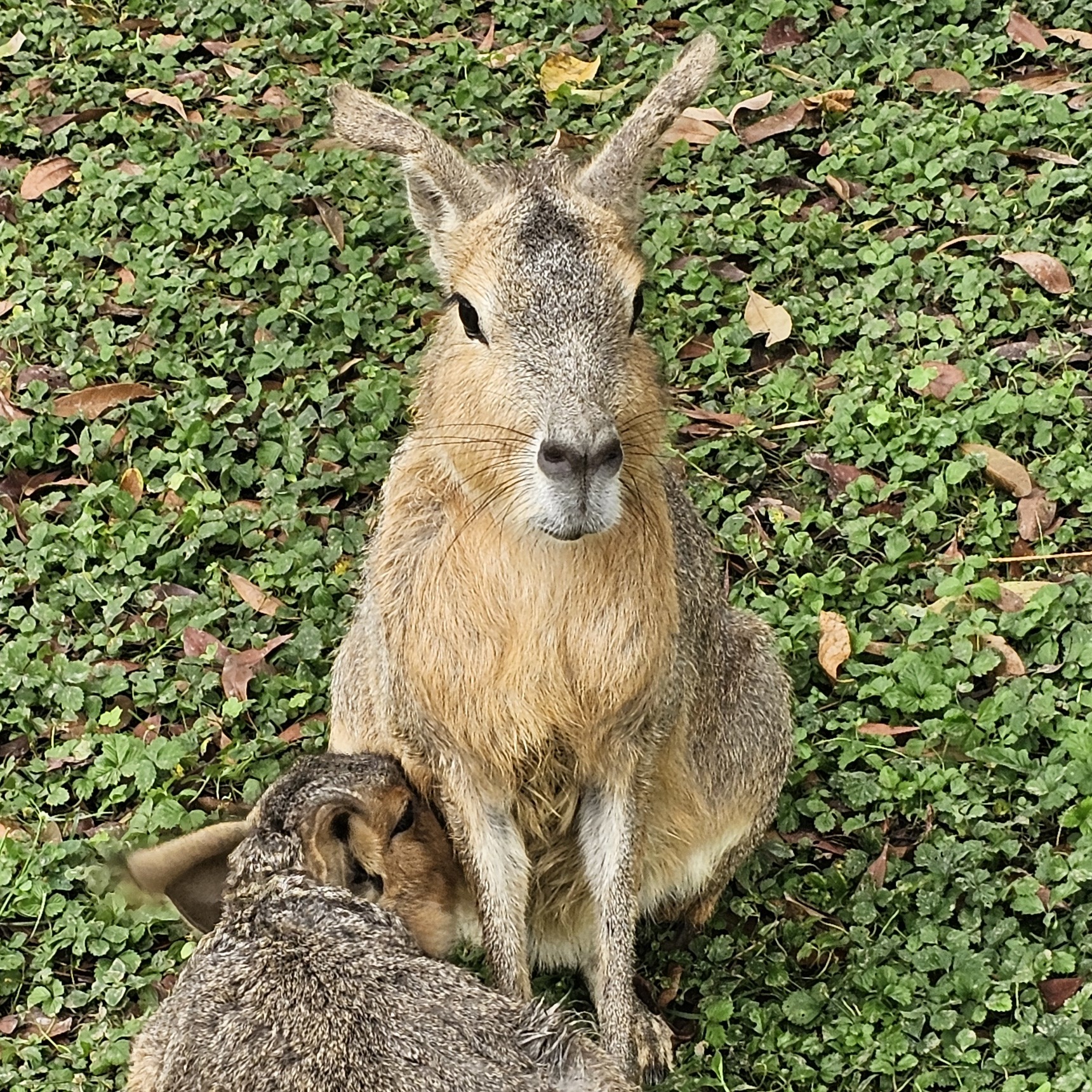 ダンナマイド✨トサカのプロフィール画像