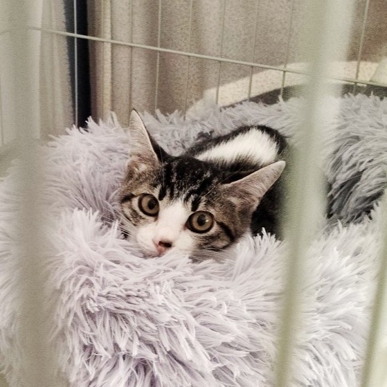 そろにゃんぱー❤️✌️のプロフィール画像