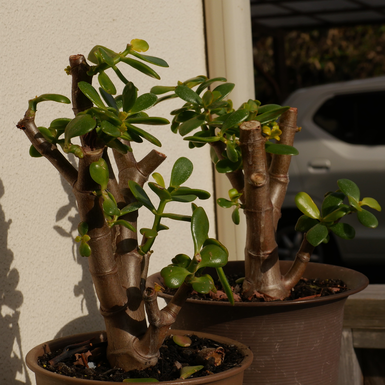 たごさくじいちゃんのプロフィール画像