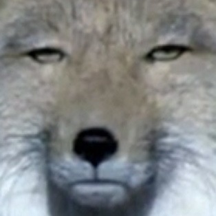 けにしゅ🐹ありサポのプロフィール画像