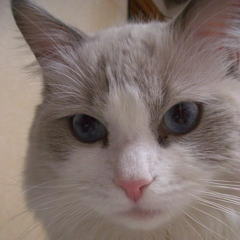 べにのプロフィール画像