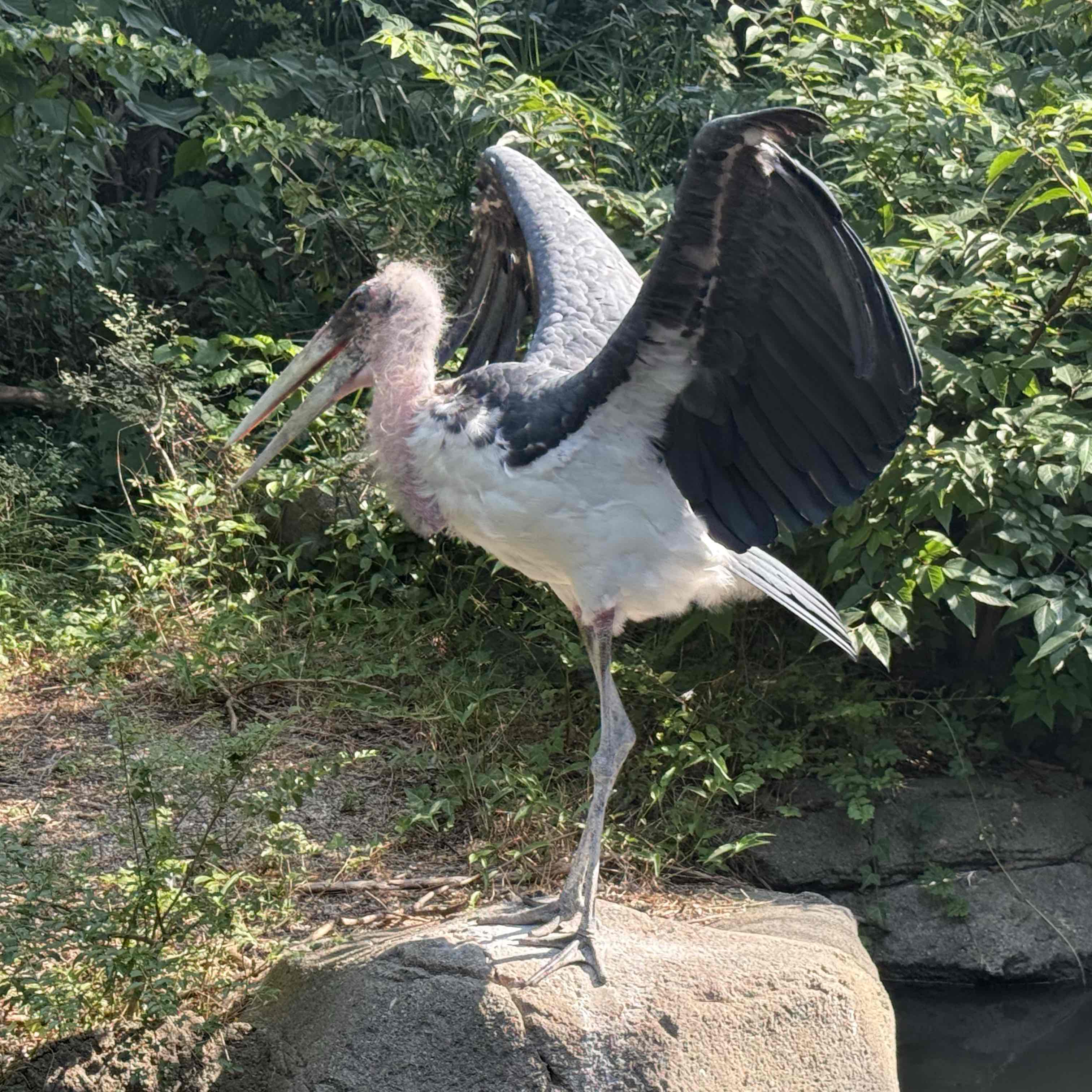 radio_img_url