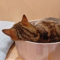 tiu