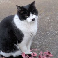 ペンギンナスビのプロフィール画像