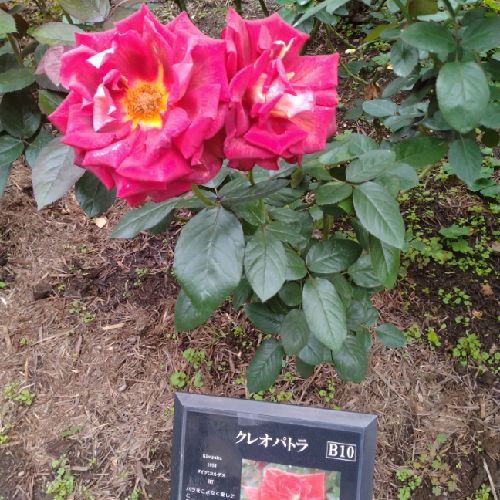 🧜‍♀️てるてる坊主効果やや有り🍠👑⛰️🌻🍀❤️🎋🐼のプロフィール画像