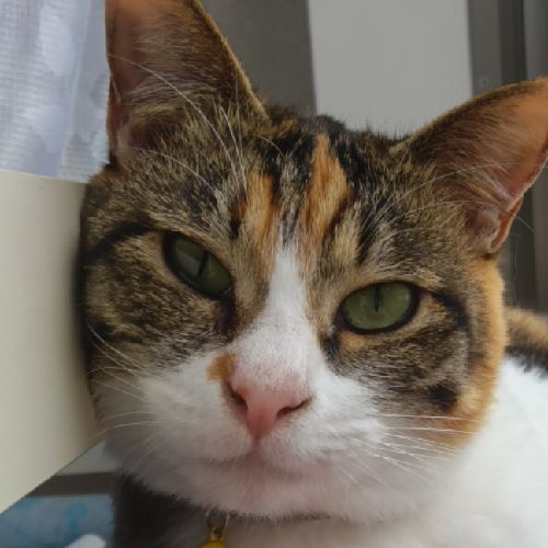 ハリボーのプロフィール画像