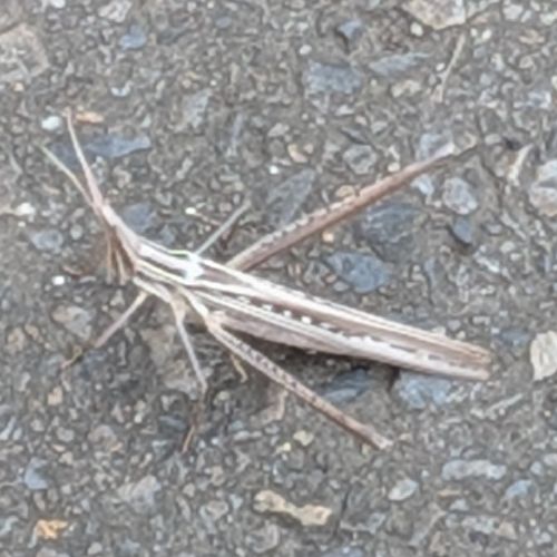 ゲゲのプロフィール画像