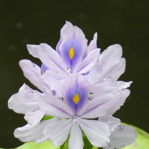 丸大豆のプロフィール画像
