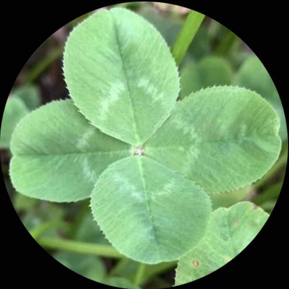 Satoのプロフィール画像