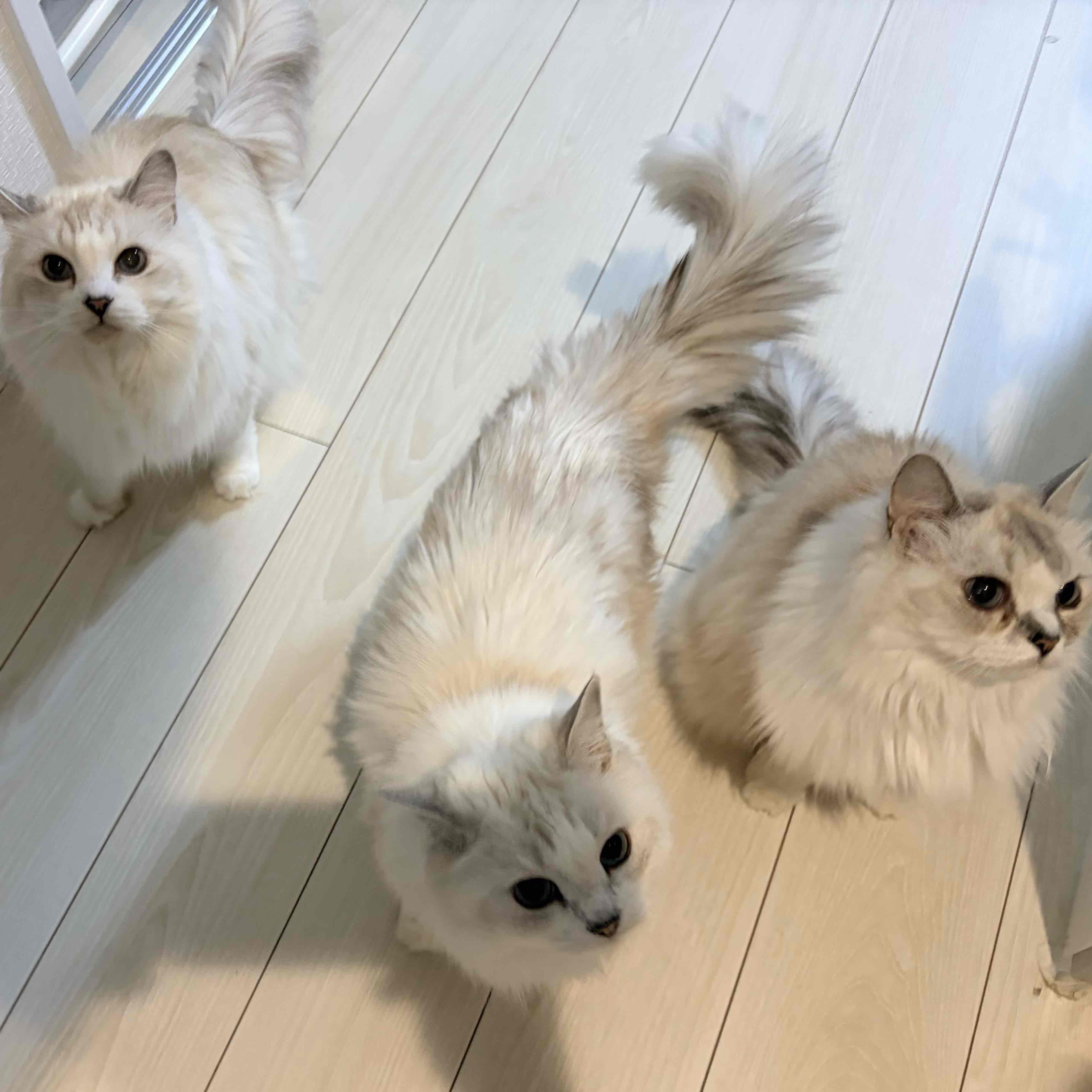 もふらฅ( ˙꒳​˙ ฅ)🧸🩵のプロフィール画像