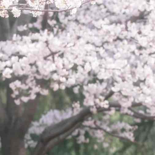 はるのプロフィール画像