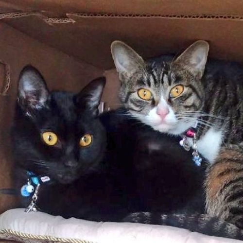 梅吉のプロフィール画像