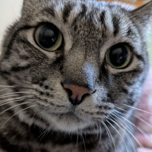 森コボちゃん🌳🌟🐰🥕🍁🎳のプロフィール画像