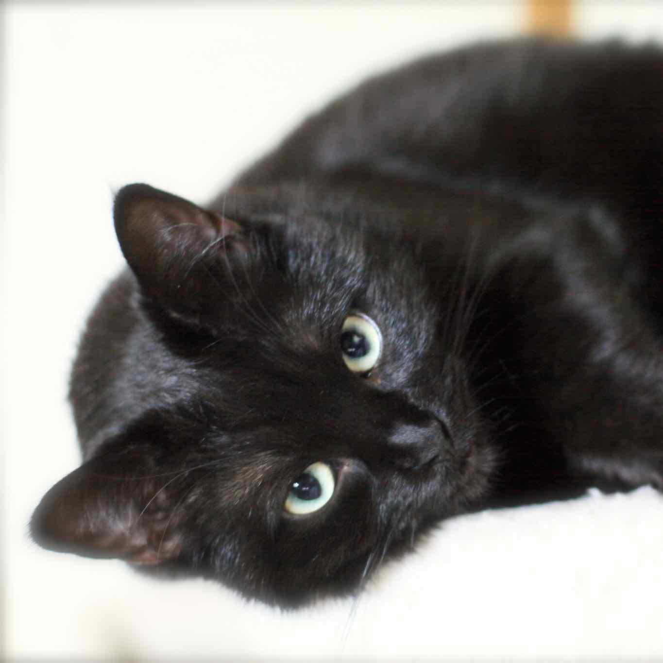 黒猫のひーくん🐈‍⬛📷のプロフィール画像