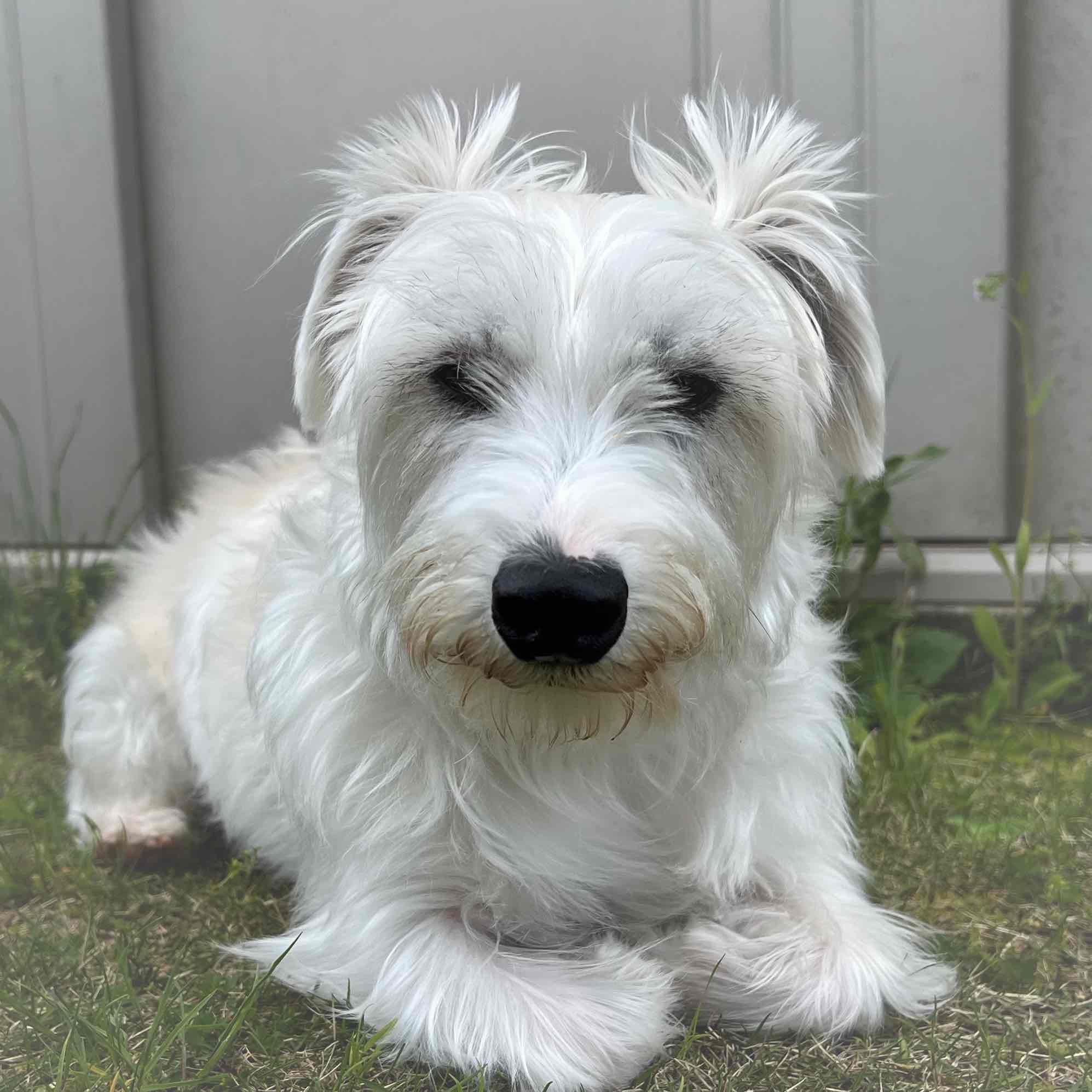 テンちゃんのプロフィール画像