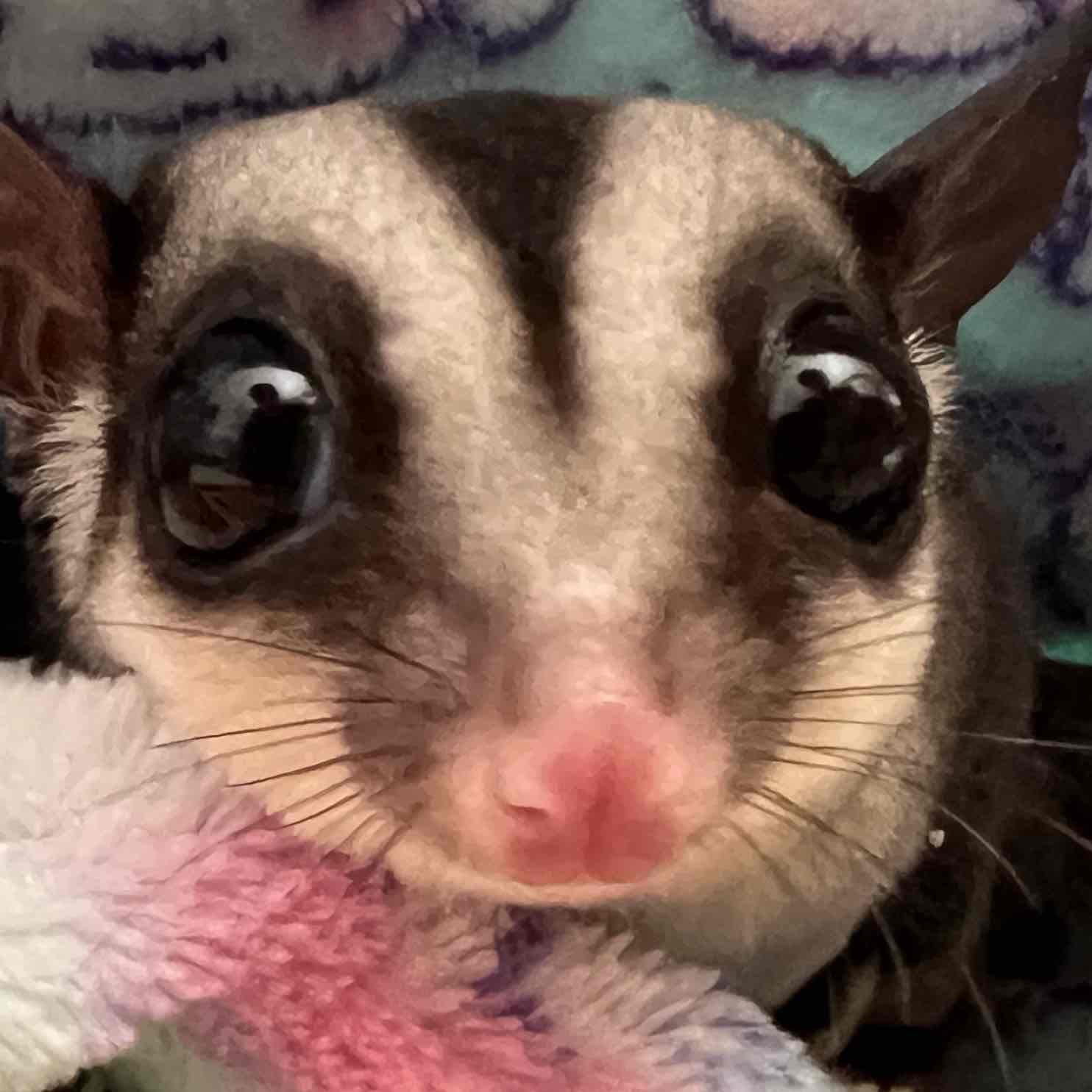 ここあのプロフィール画像