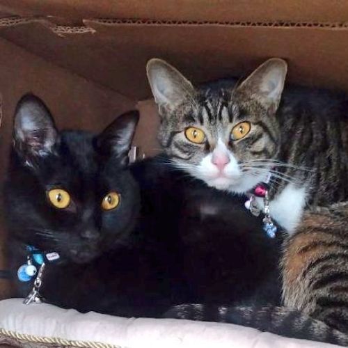 梅吉のプロフィール画像