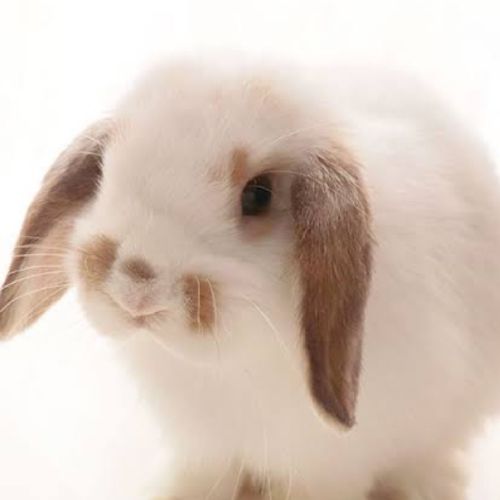 ぽっぷのプロフィール画像