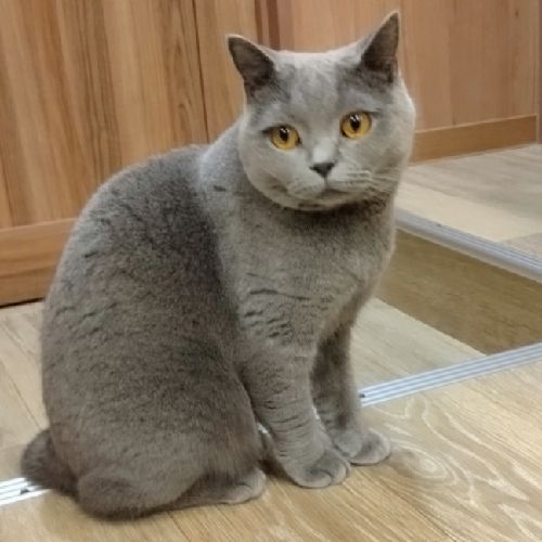 🧜‍♀️猫娘 瑶ピースター🍠👑⛰️🌻🍀❤️🎋🐼のプロフィール画像