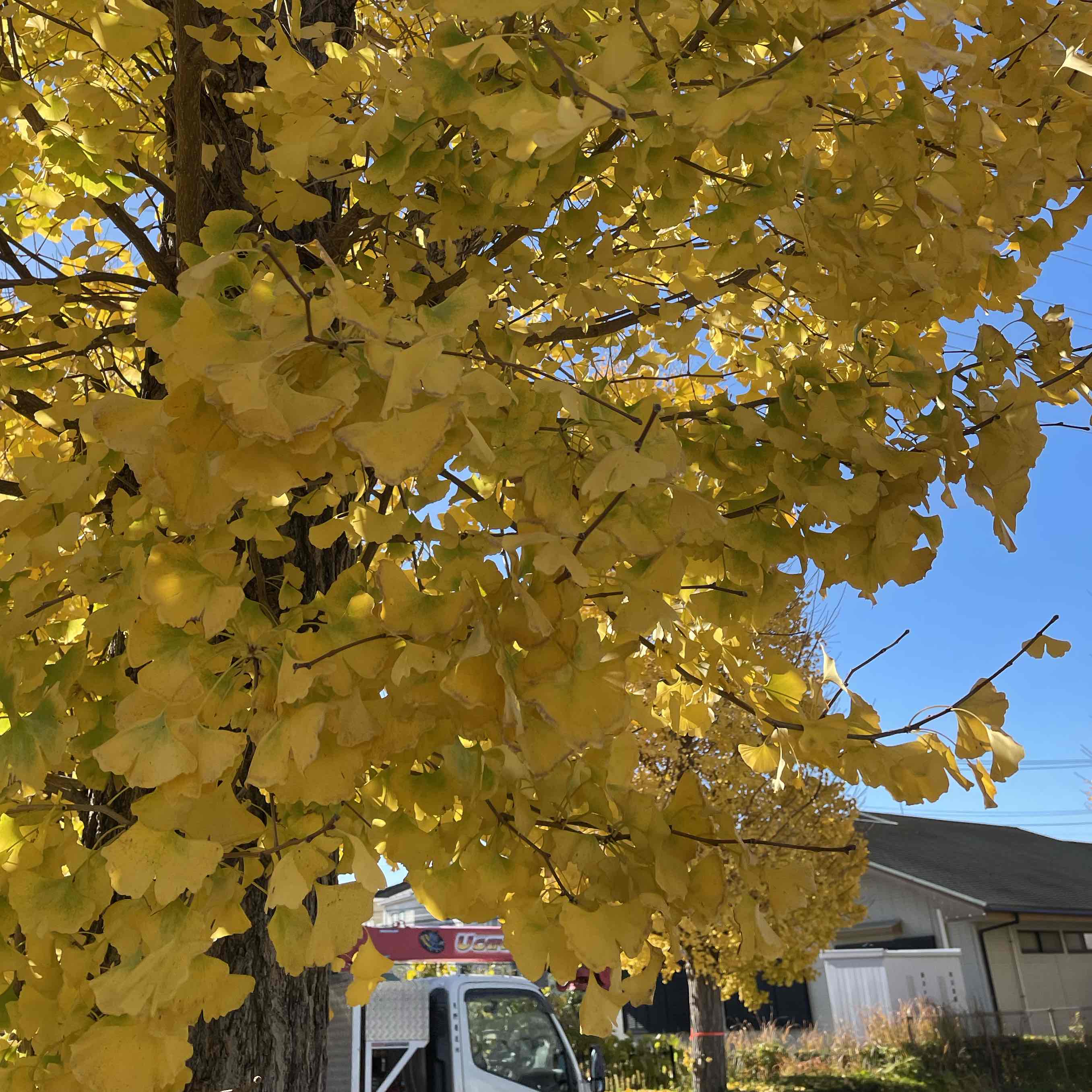 はるのプロフィール画像