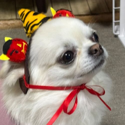 なか。☃️🐙のプロフィール画像