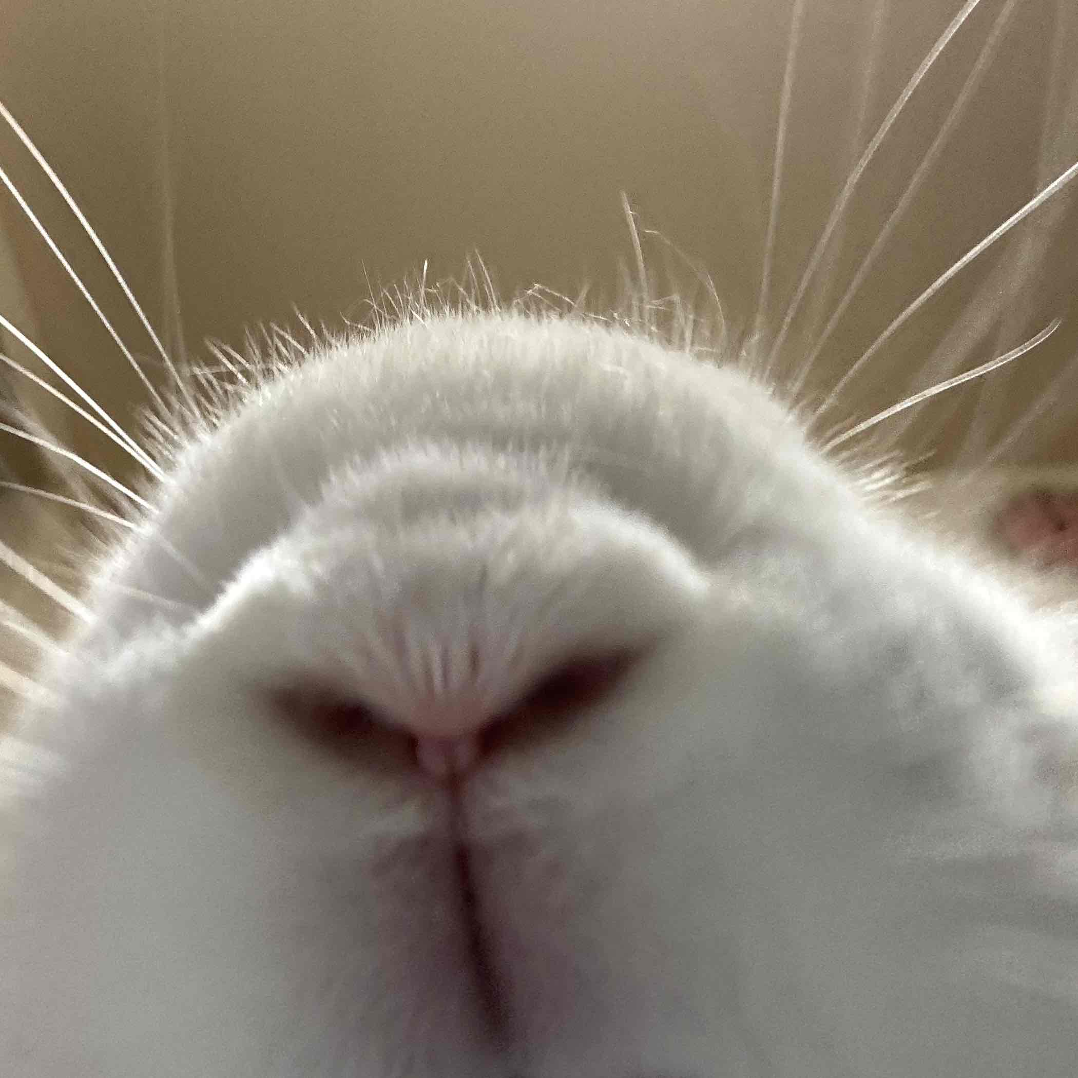 まーぽお@米炊くやつのプロフィール画像