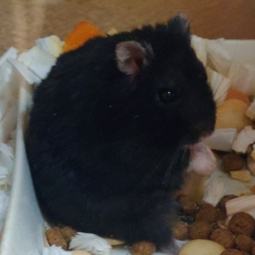 ゼクロスのプロフィール画像