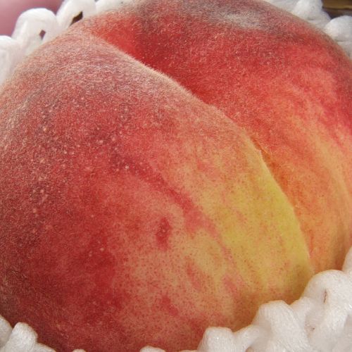 まめち🐣のプロフィール画像