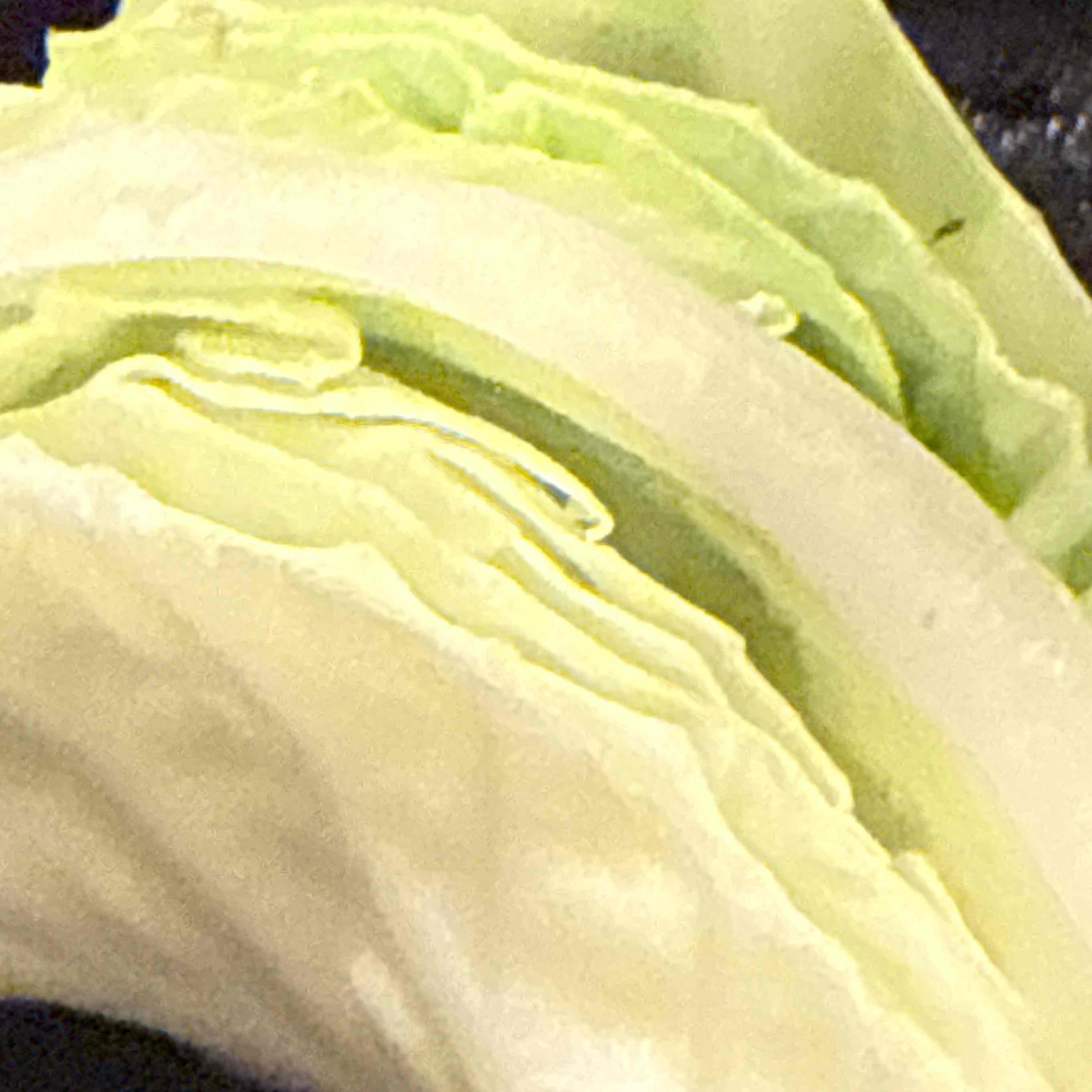 キャベツのプロフィール画像