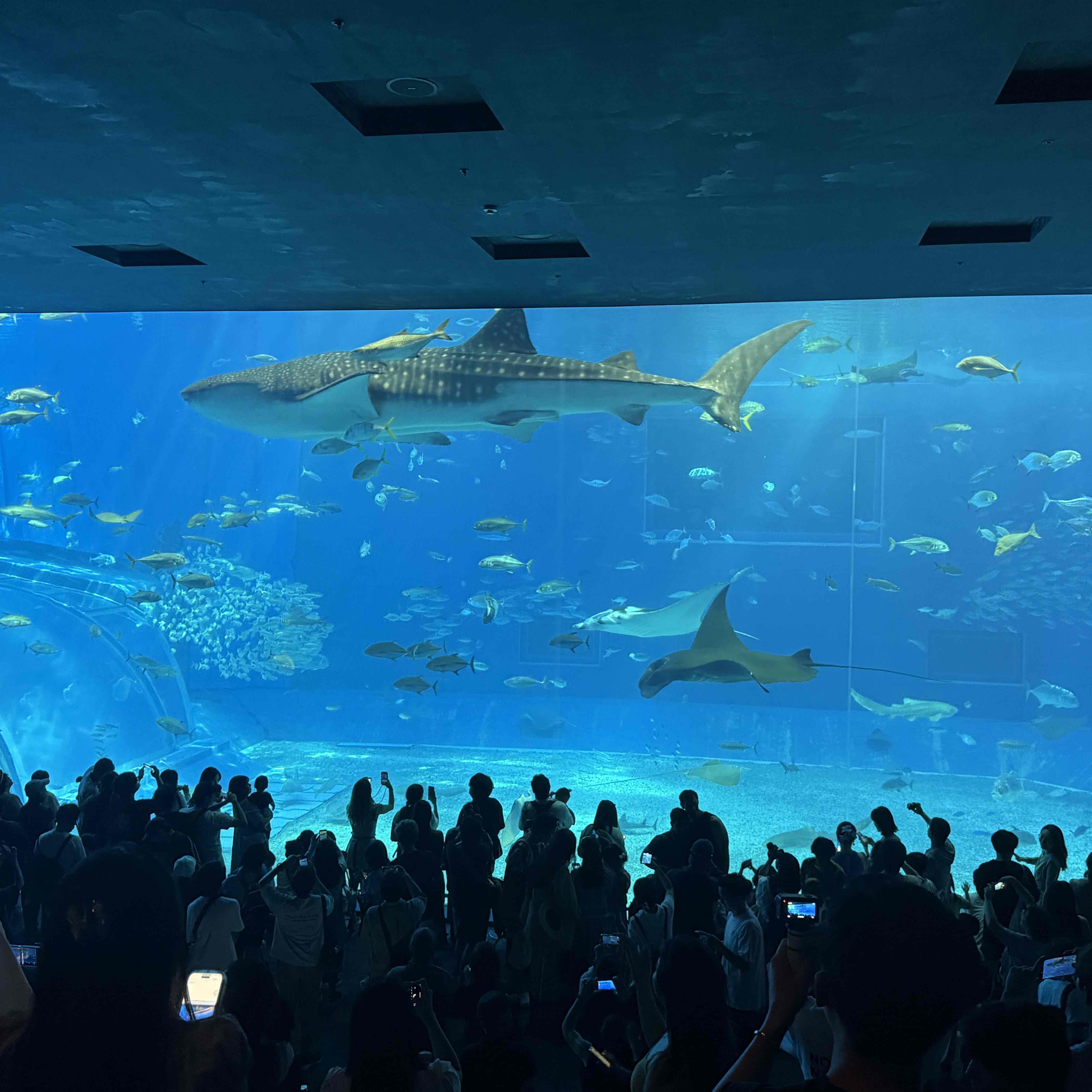 ハインリヒのプロフィール画像