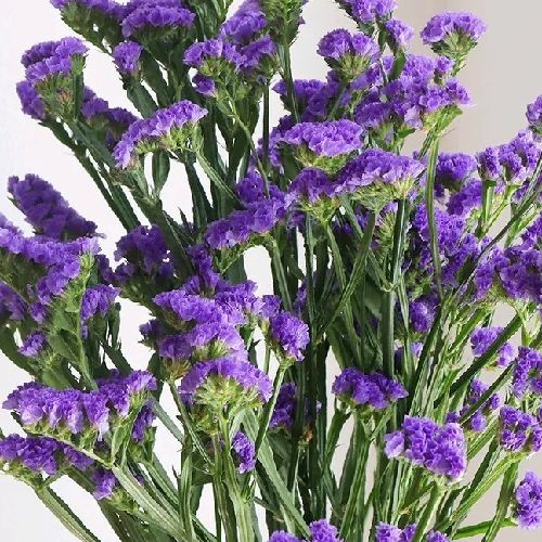 ちゃもんのプロフィール画像