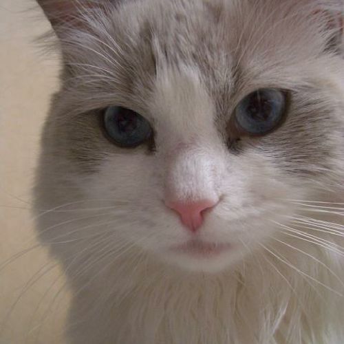 べにのプロフィール画像