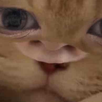 カンパーニュのプロフィール画像