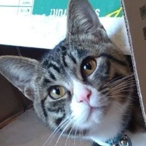 梅吉のプロフィール画像