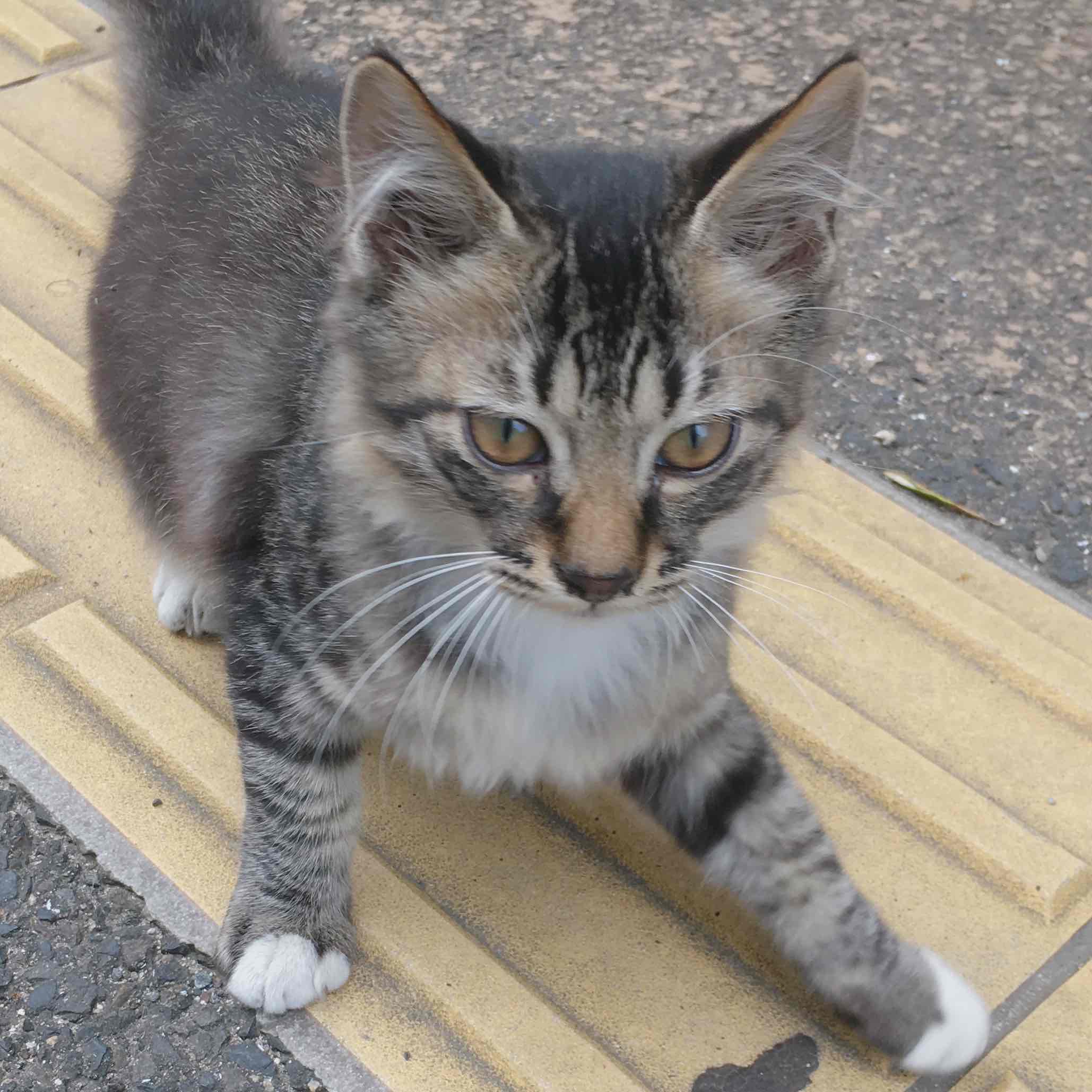 だなぁうっちーのプロフィール画像