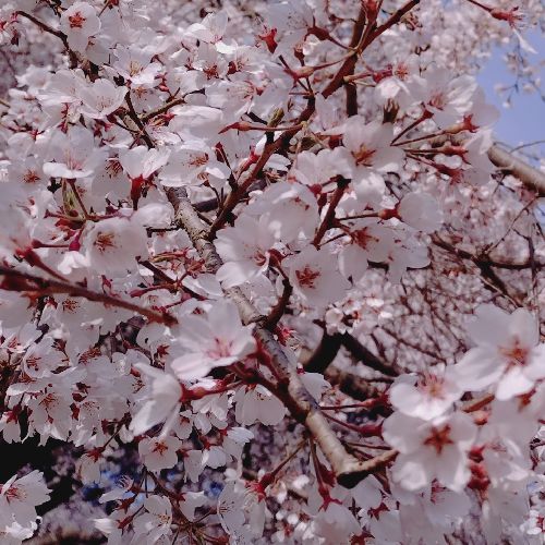 かえでたんのプロフィール画像