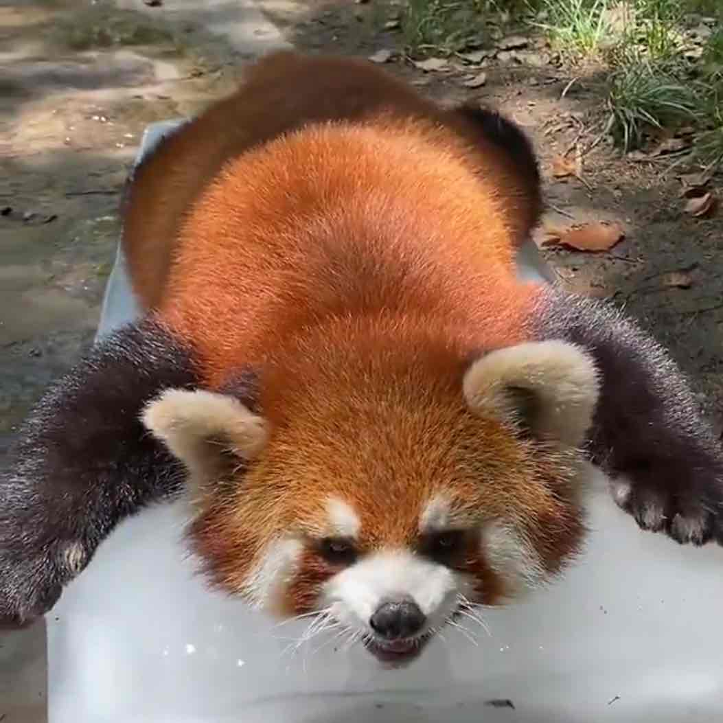 ひそたん🧡🐼のプロフィール画像